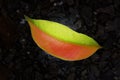 CollectionÃ¢â¬â¹ ofÃ¢â¬â¹ leaves.Ã¢â¬â¹CloseÃ¢â¬â¹upÃ¢â¬â¹ Ã¢â¬â¹orangeÃ¢â¬â¹ yellowÃ¢â¬â¹ leaves background. Royalty Free Stock Photo